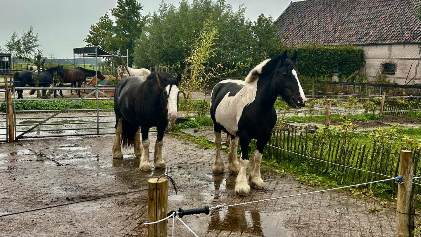 Pony & Shetlanderkudde