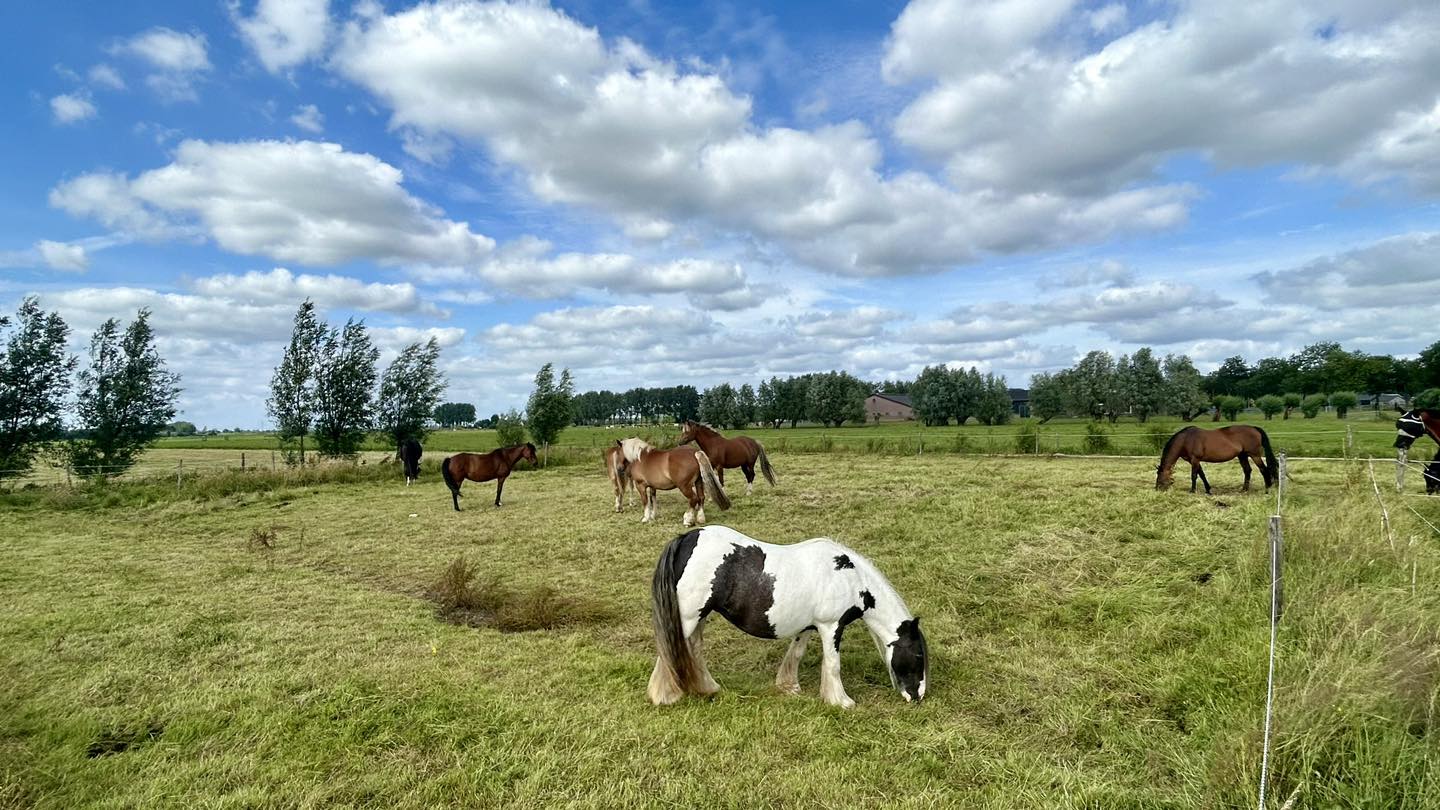 Kudde in de weide
