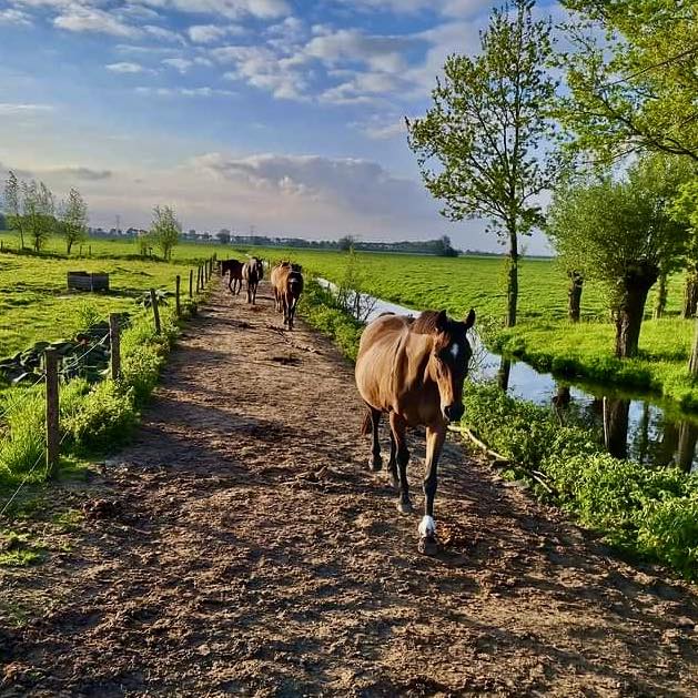 Merrie op zandpad bij Paddock Paradise